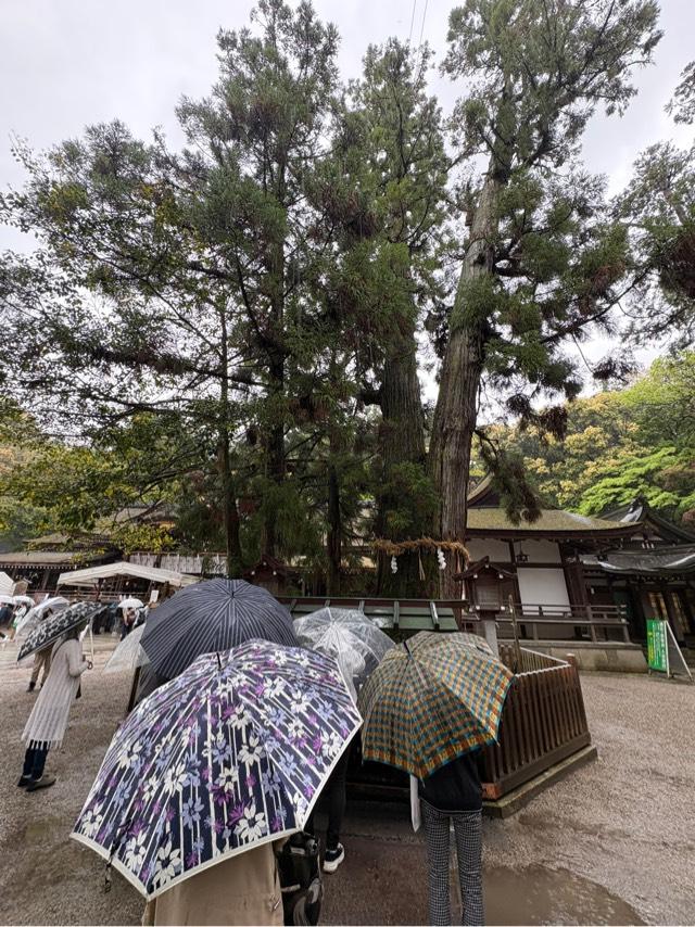 巳の神杉（大神神社境内）の参拝記録5