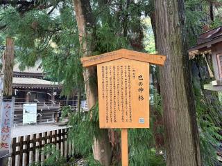 巳の神杉（大神神社境内）の参拝記録(いけさん)
