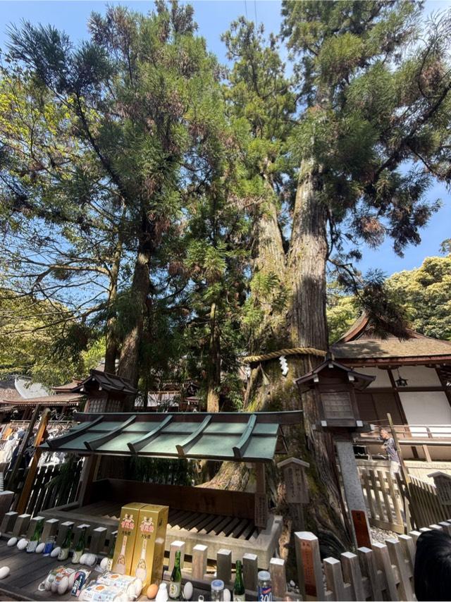巳の神杉（大神神社境内）の参拝記録1