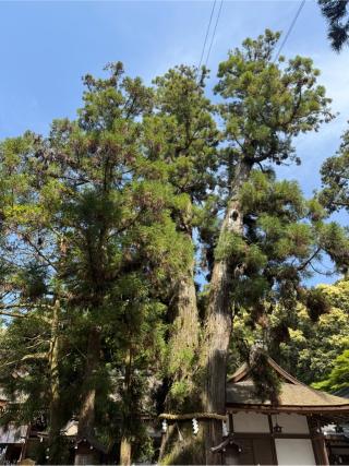 巳の神杉（大神神社境内）の参拝記録(あきちゃんさん)