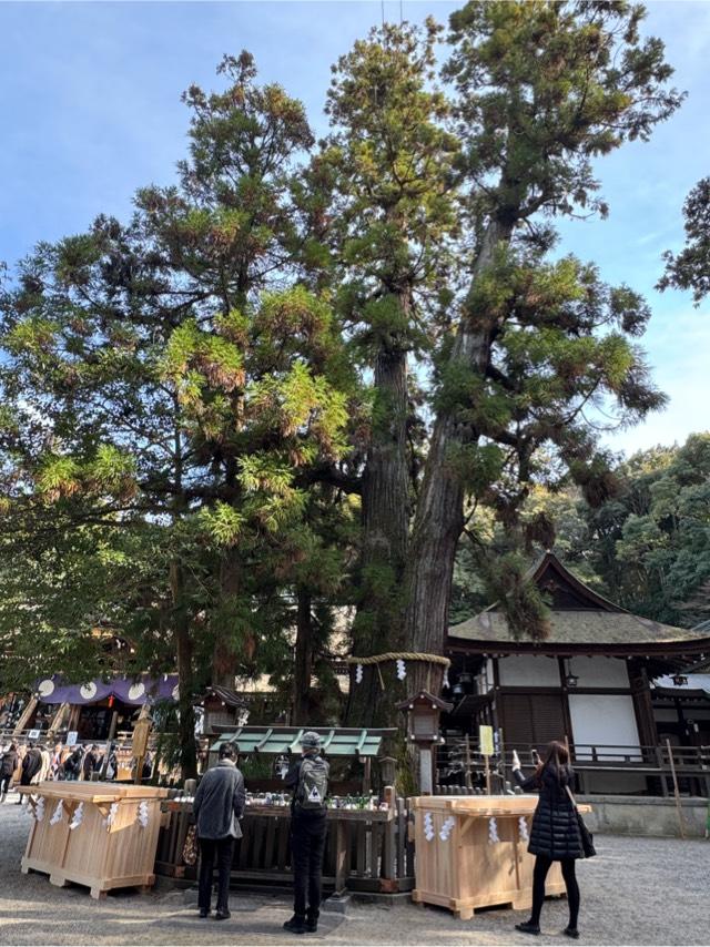 巳の神杉（大神神社境内）の参拝記録4