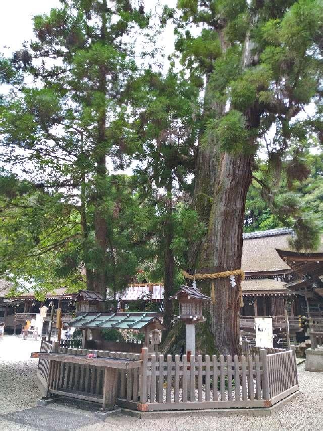 奈良県桜井市三輪１４２２ 巳の神杉（大神神社境内）の写真1