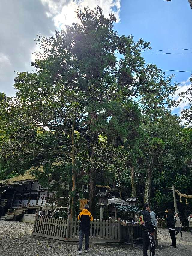 巳の神杉（大神神社境内）の参拝記録1