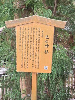 巳の神杉（大神神社境内）の参拝記録(tayohさん)
