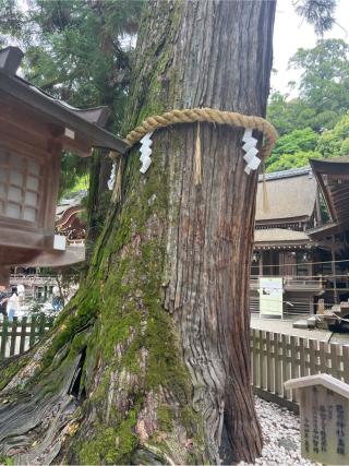 巳の神杉（大神神社境内）の参拝記録(⛩️🐍🐢まめ🐢🐍⛩️さん)