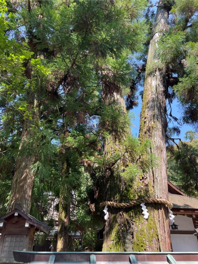巳の神杉（大神神社境内）の参拝記録1