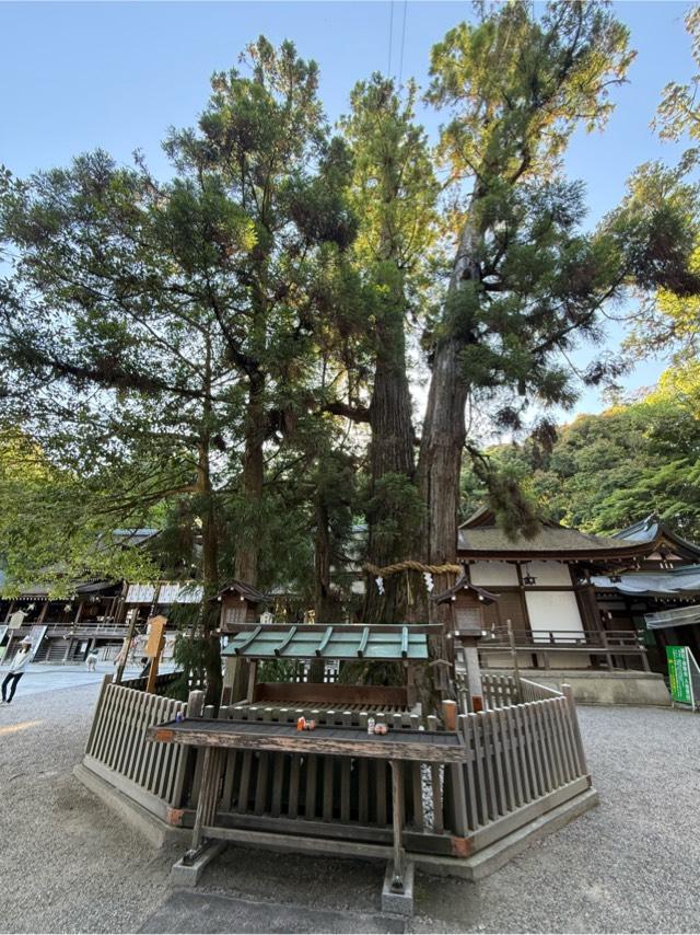 巳の神杉（大神神社境内）の参拝記録4
