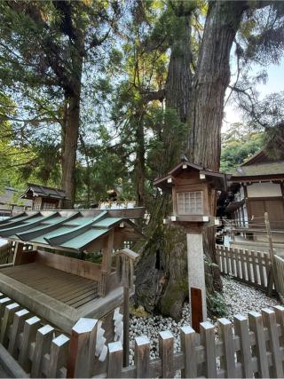 巳の神杉（大神神社境内）の参拝記録(555さん)