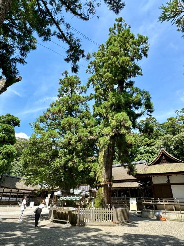 巳の神杉（大神神社境内）の参拝記録4