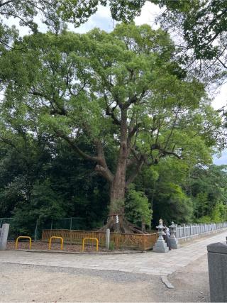 御神木 根上りの大楠(大鳥大社境内)の参拝記録(⛩️🐍🐢まめ🐢🐍⛩️さん)