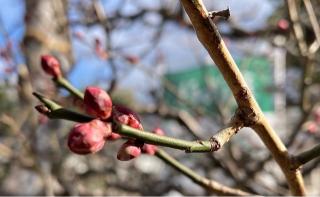 大幣殿（縣神社境内）の参拝記録(恭子さん)