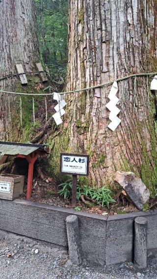恋人杉（日光二荒山神社境内）の参拝記録(まーさんさん)