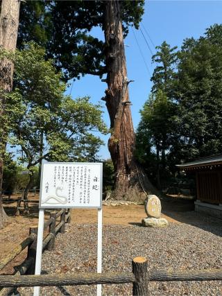 白蛇　梟参り（高萩八幡宮境内）の参拝記録(こーちんさん)