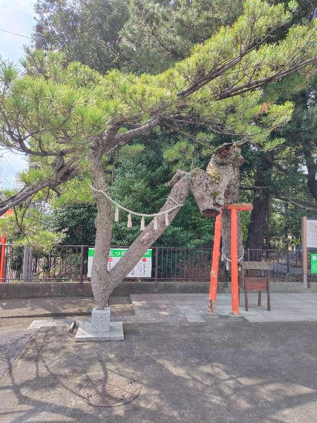 昇龍の松・勝運の松（玉村八幡宮）の参拝記録1