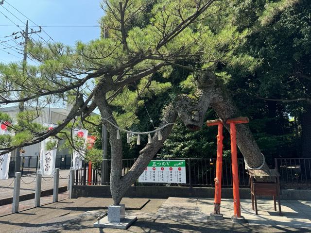 群馬県玉村町下新田40-1 昇龍の松・勝運の松（玉村八幡宮境内）の写真1