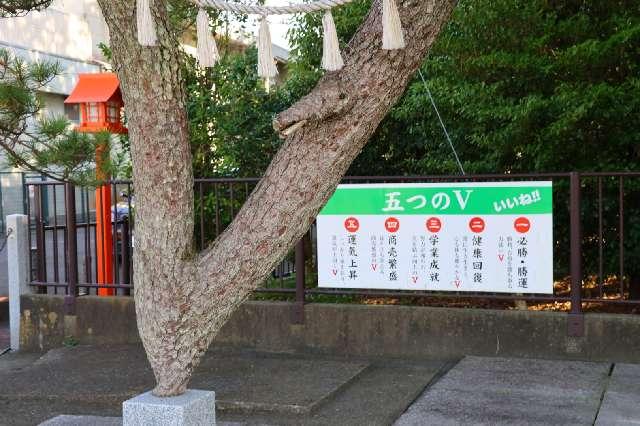 昇龍の松・勝運の松（玉村八幡宮）の参拝記録1