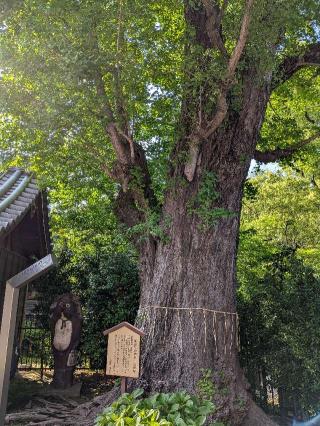 浅草寺　伝法院鎮護堂の参拝記録(まーさんさん)