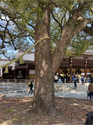 明治神宮　夫婦楠の参拝記録(⛩️🐍🐢まめ🐢🐍⛩️さん)