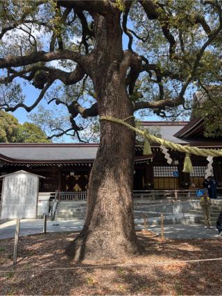 明治神宮　夫婦楠の参拝記録(⛩️🐍🐢まめ🐢🐍⛩️さん)