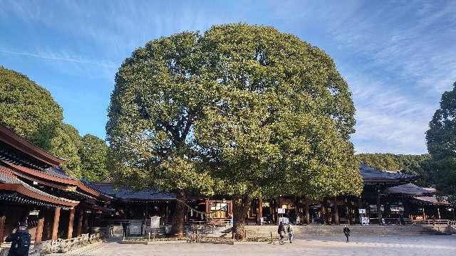 明治神宮　夫婦楠の参拝記録3