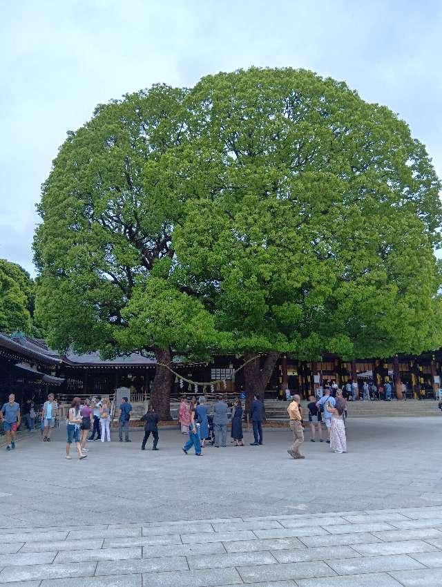 明治神宮　夫婦楠の参拝記録2