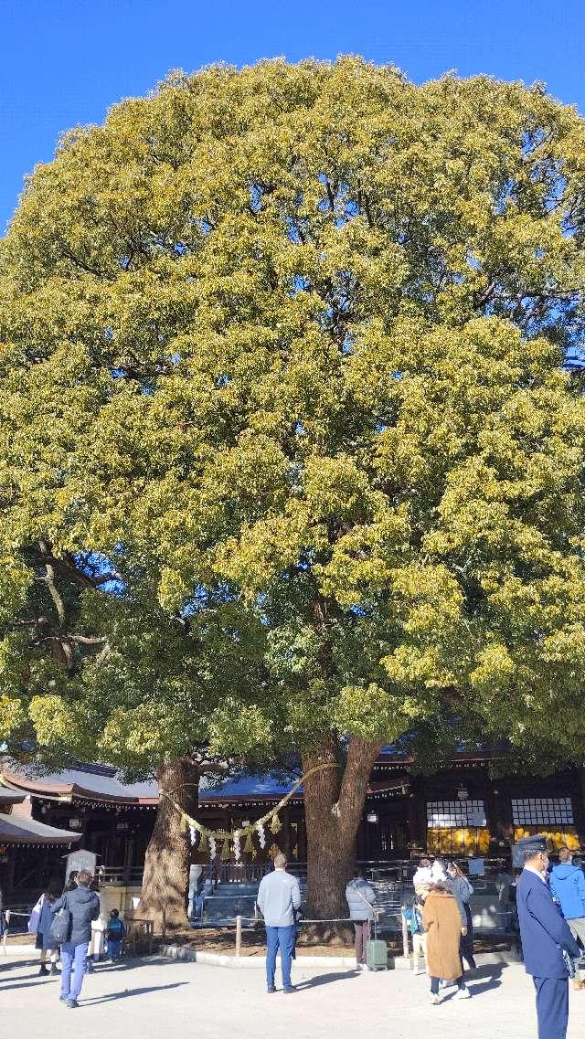 明治神宮　夫婦楠の参拝記録2