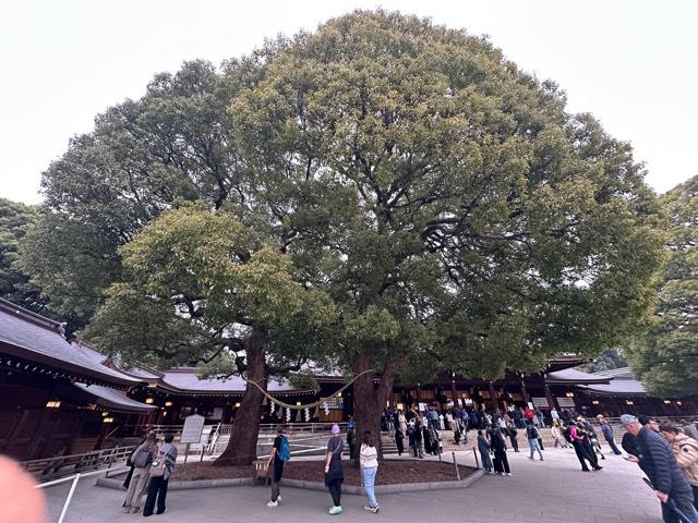 明治神宮　夫婦楠の参拝記録2