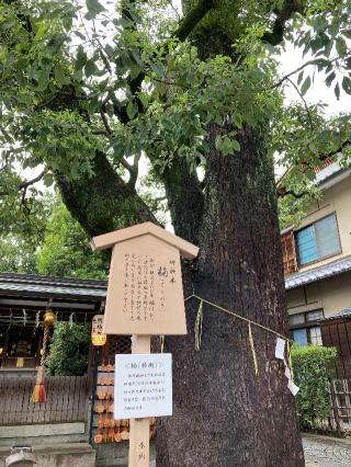 御神木（晴明神社）の参拝記録(恭子さん)