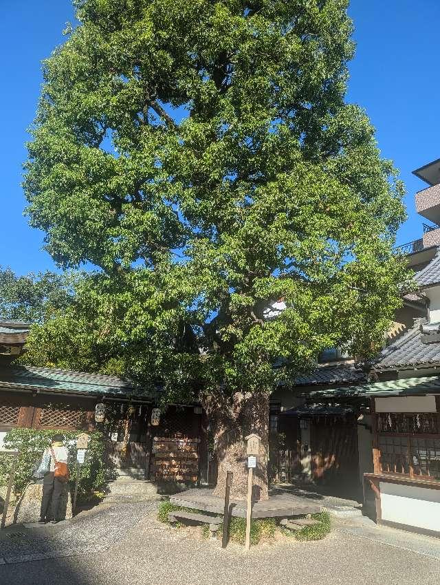 御神木（晴明神社）の参拝記録1