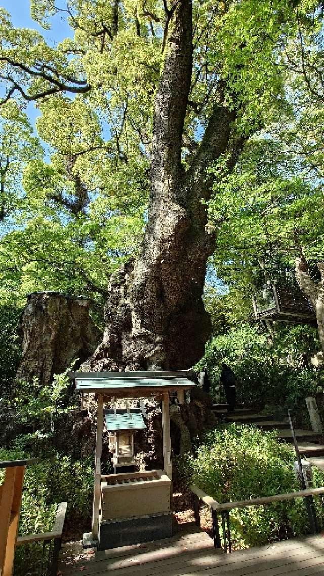 第一大楠　御神木（熱海來宮神社 境内 ）の参拝記録1