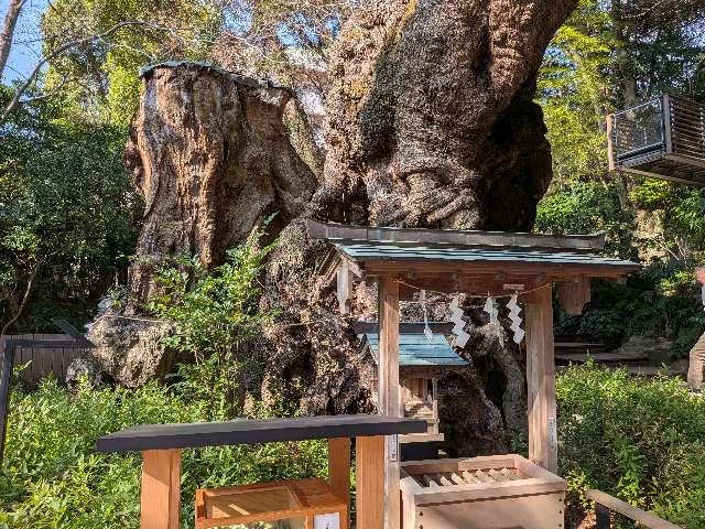 第一大楠　御神木（熱海來宮神社 境内 ）の参拝記録1