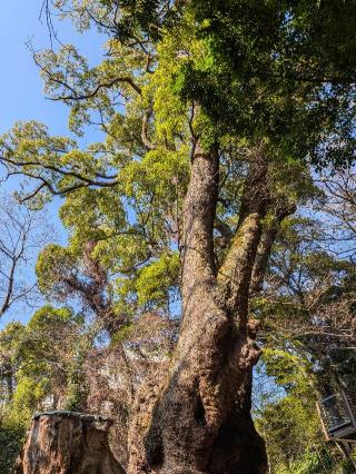 第一大楠　御神木（熱海來宮神社 境内 ）の参拝記録(恭子さん)