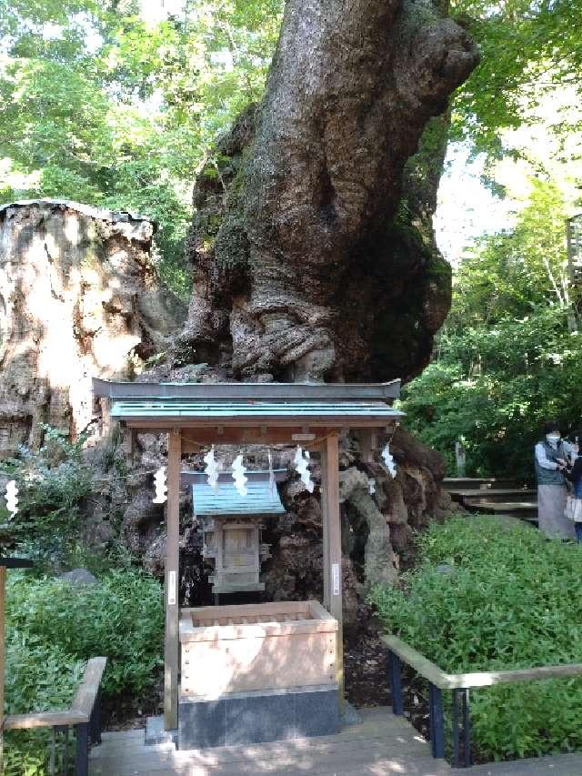 静岡県熱海市西山町43-1 大楠（来宮神社神木）の写真1