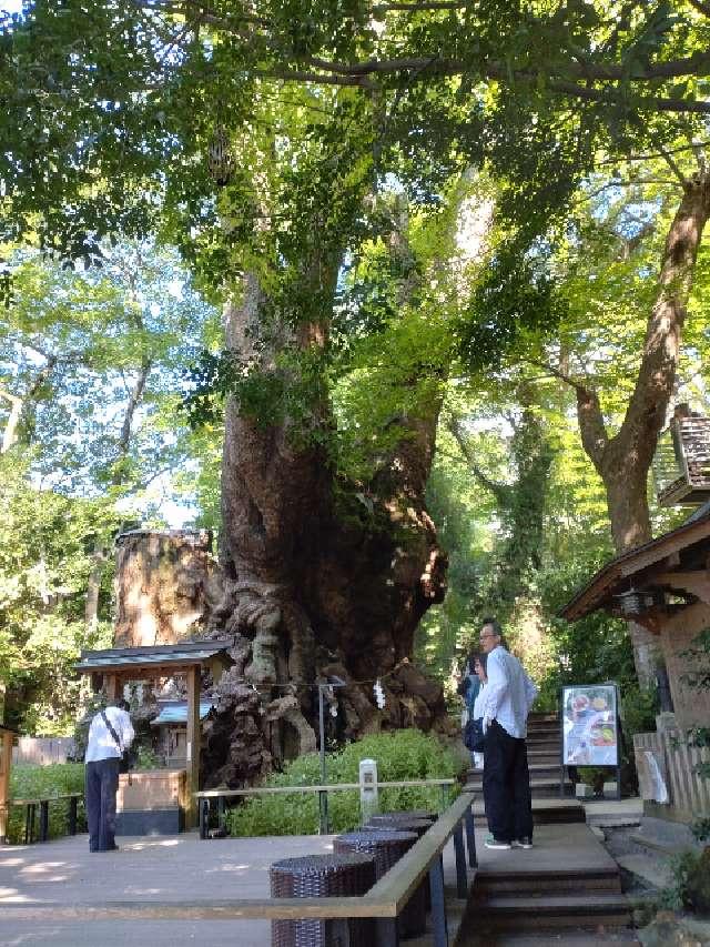 大楠（来宮神社神木）の参拝記録(りゅうじさん)