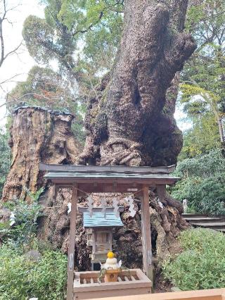 大楠（來宮神社神木）の参拝記録(tazuppiさん)