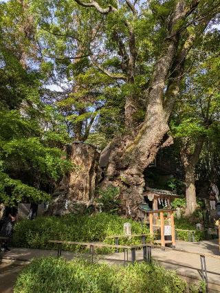 第一大楠　御神木（熱海來宮神社 境内 ）の参拝記録(ヒロさん)