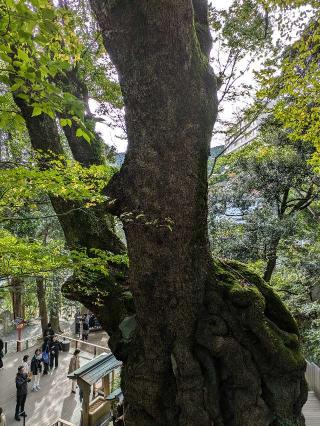 第一大楠　御神木（熱海來宮神社 境内 ）の参拝記録(ヒロさん)