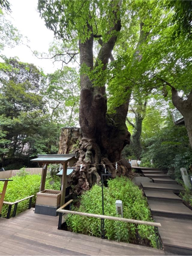 大楠（來宮神社神木）の参拝記録1
