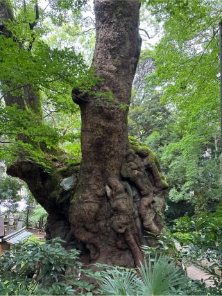 大楠（來宮神社神木）の参拝記録(カズさん)