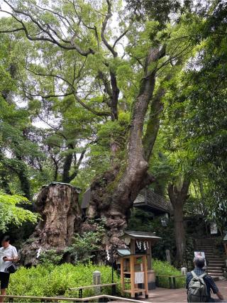 大楠（來宮神社神木）の参拝記録(カズさん)
