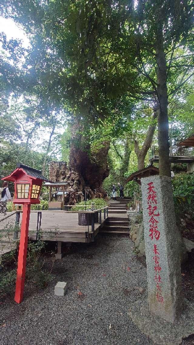 大楠（來宮神社神木）の参拝記録1