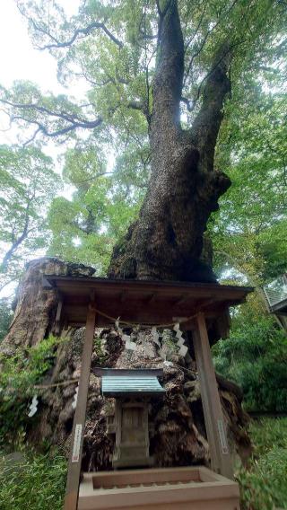 大楠（來宮神社神木）の参拝記録(りょうまさん)