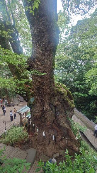 大楠（來宮神社神木）の参拝記録(りょうまさん)