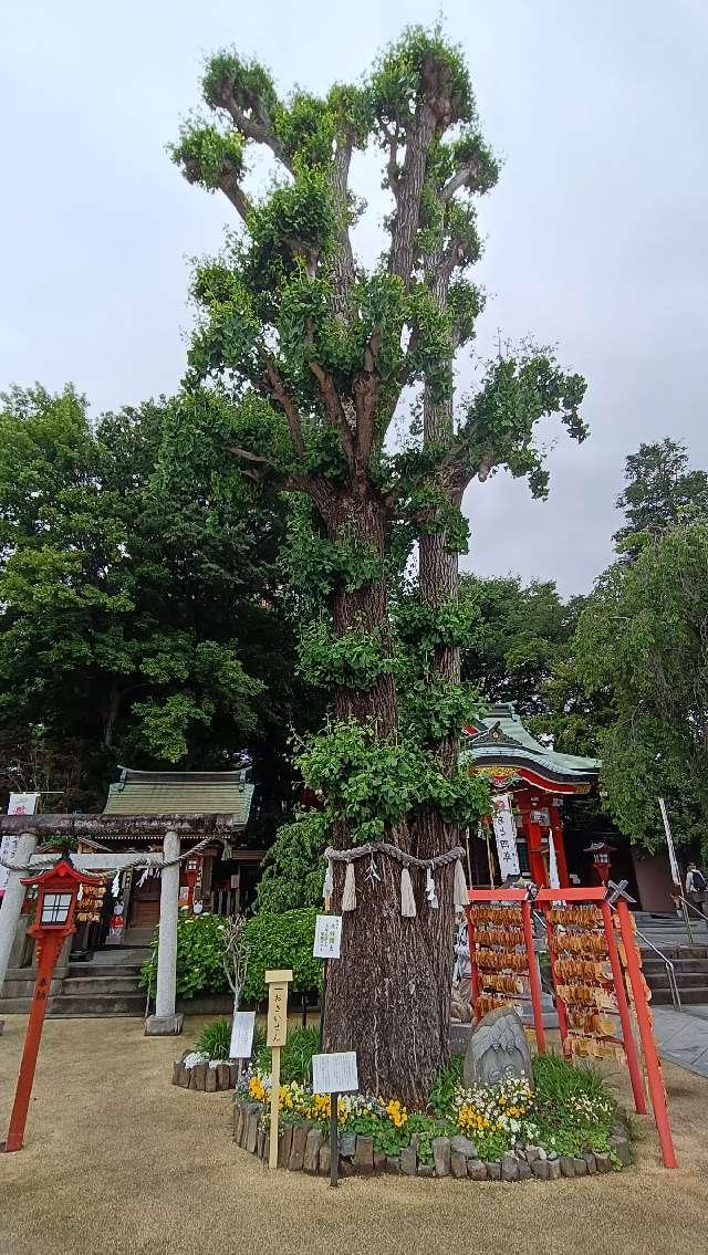 夫婦銀杏の参拝記録4