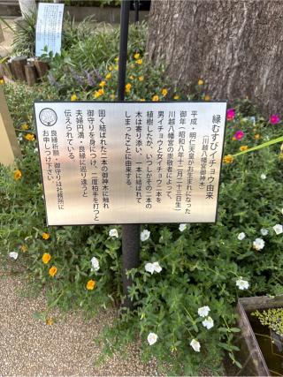 夫婦銀杏の参拝記録(⛩️🐍🐢まめ🐢🐍⛩️さん)