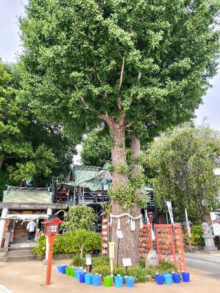 夫婦銀杏の参拝記録(だいしさん)
