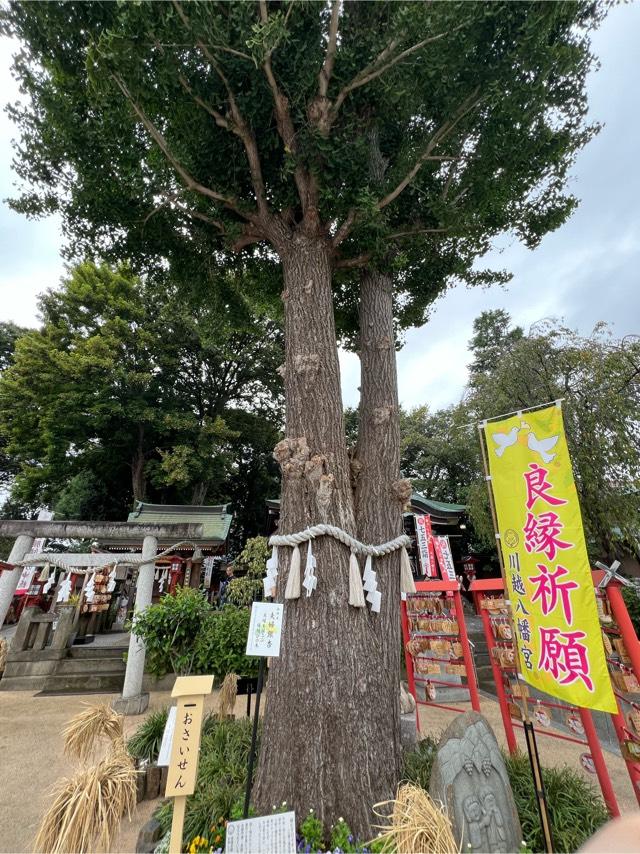 夫婦銀杏の参拝記録1