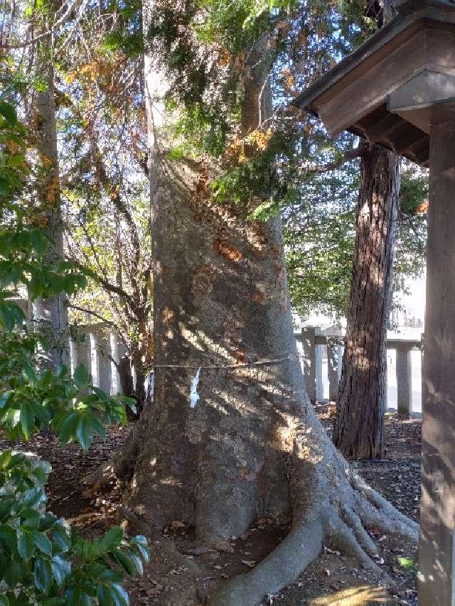 御神木（宮戸神社）の写真1