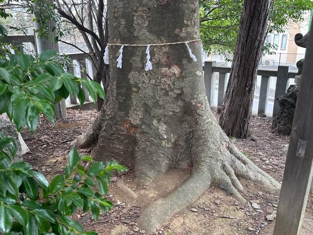 御神木（宮戸神社）の参拝記録2