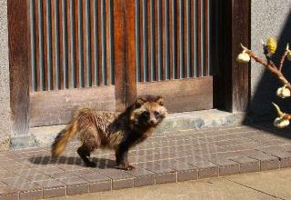 大冨山 清雲寺の参拝記録(狛猫さん)